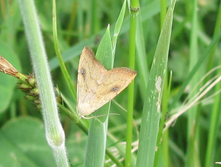 Falena da ID - Rivula sericealis, Erebidae